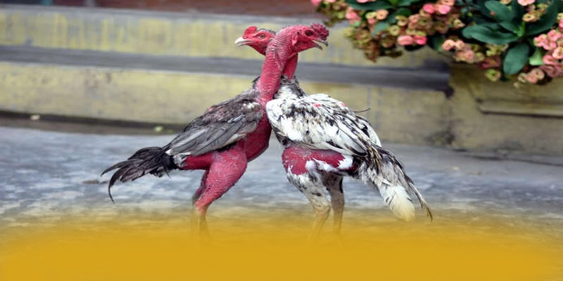 Khám phá ZBET - Nhà cái cá cược được tin dùng trên thị trường Khám phá ZBET - Nhà cái cá cược được tin dùng trên thị trường