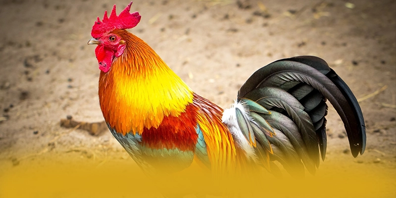 Phản hồi từ cộng đồng người chơi về BET168 Phản hồi từ cộng đồng người chơi về BET168