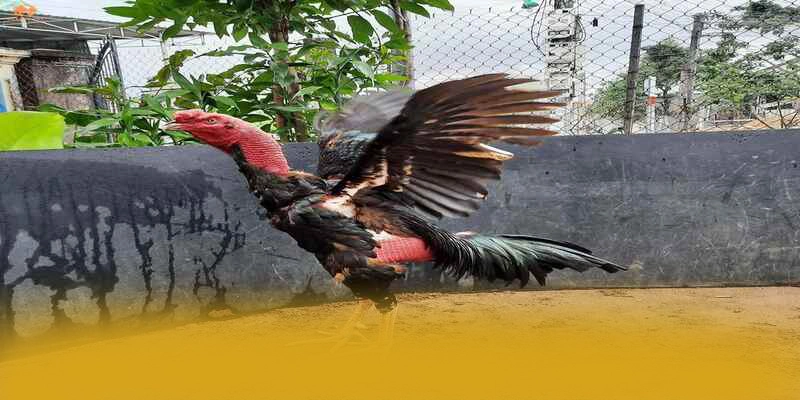 Cùng trải nghiệm GOOD88 - Sảnh game chất lượng số 1 Việt Nam Cùng trải nghiệm GOOD88 - Sảnh game chất lượng số 1 Việt Nam